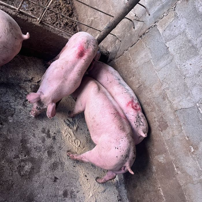 Продавам прасера 60,70 кг