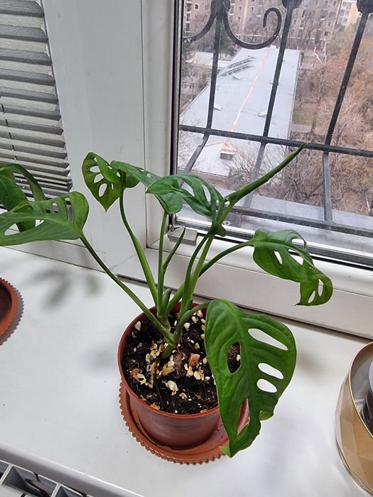 Монстeра тарелкаси билан Хона гуллари Комнатных цветок
Юнусобод 17-ква