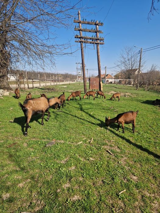 Vând  capre alpine franceze sau schimb pe vitei