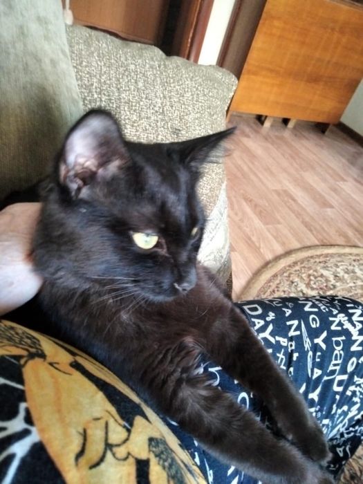 Отдам котенка в добрые руки