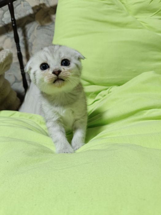 Продам котят шотландских вислоухих