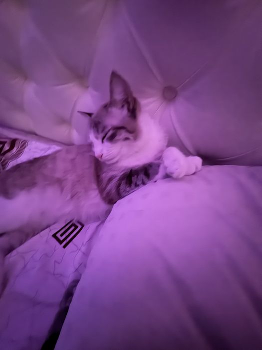 Мона ищет себе новый дом.