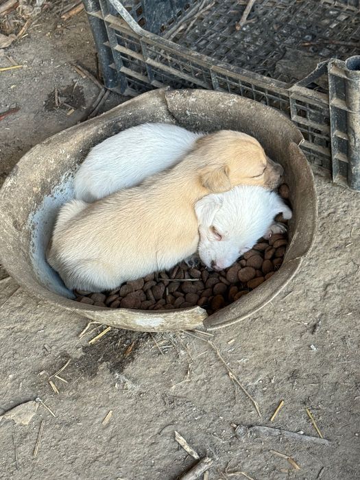 Donez cățeluși de o lună