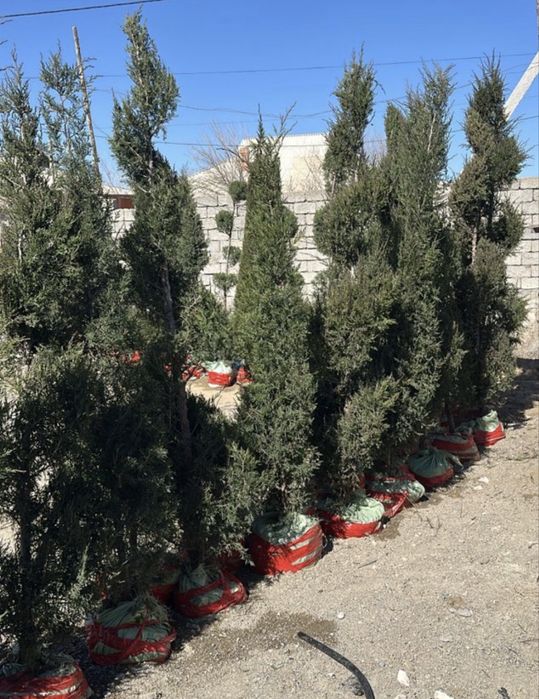 саженцы, туя для идеального двора