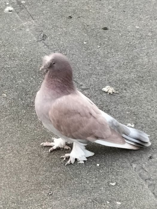 Голуби турецкие такла