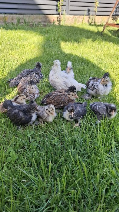 PUI Struma bantam
