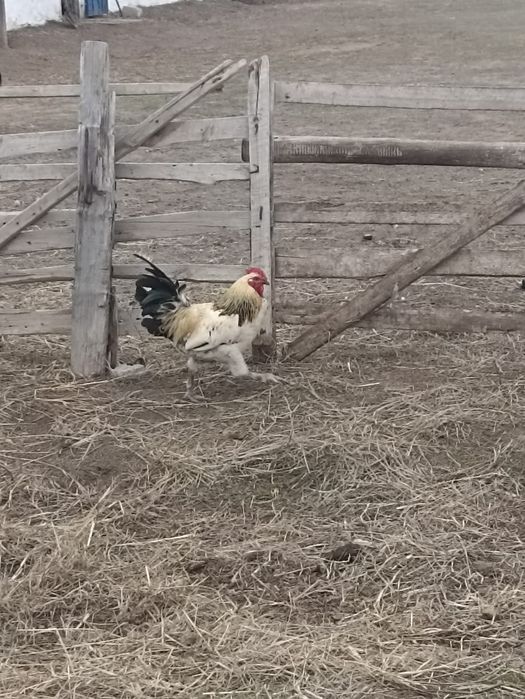 Продам петухов 4 шт