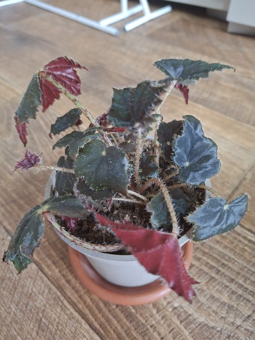 Бегония , 3 сорта