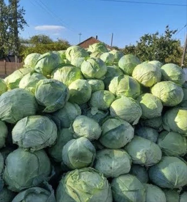 Varza ,soi de buzau , productie proprie calitatea 1 suoee pret