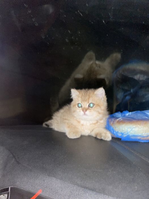 Koshki 2oylik hayit  uchun zur sovğa