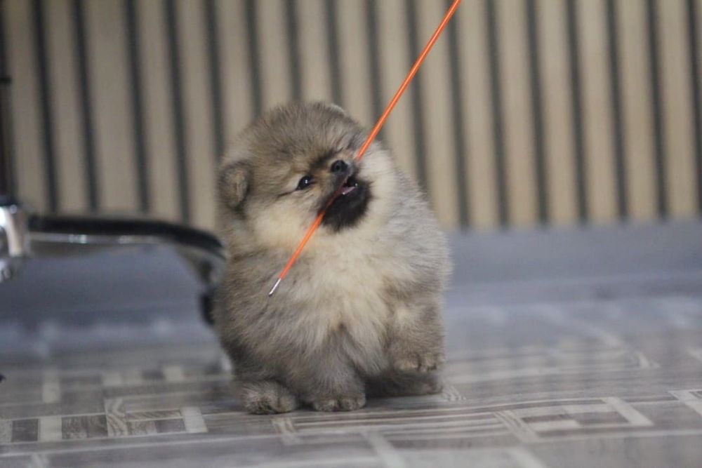 Шикарный мальчик померанского шпица