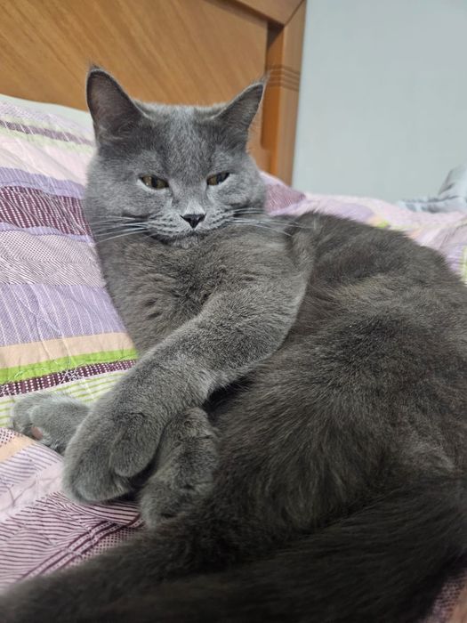 Домашняя животное, кот