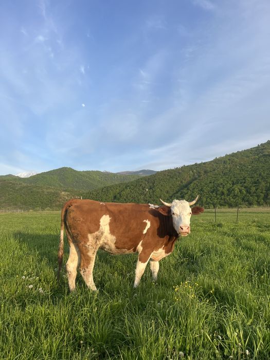 Vând junincă gestanta si vitea