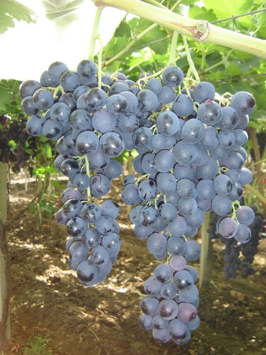 Продавам грозде за ракия палиери