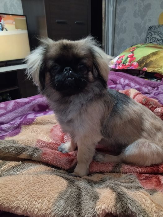 Пекинес мальчик.