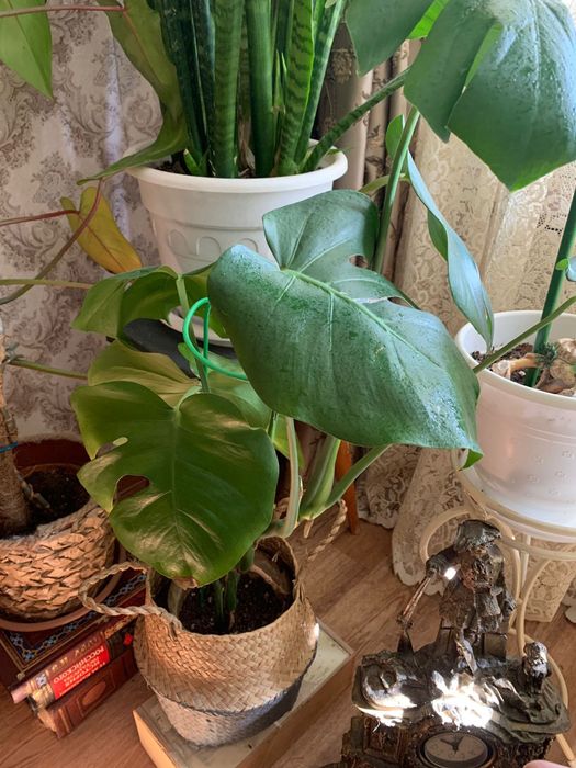 Продам комнатные цветы