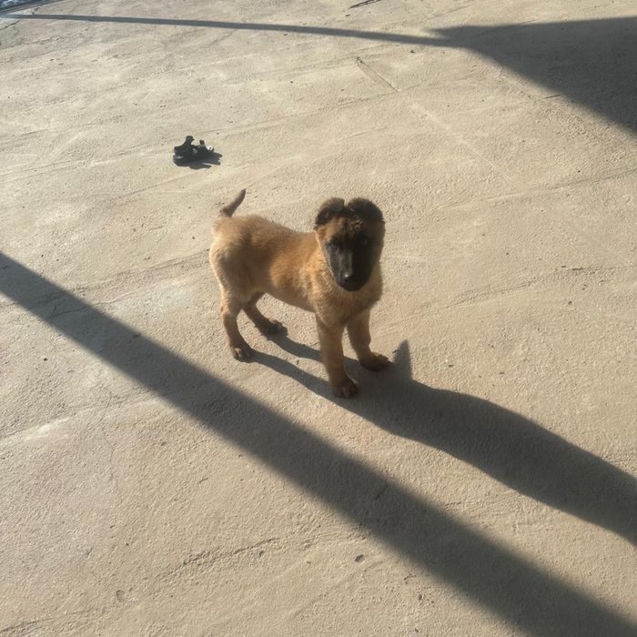 Срочно продается бельгиийская овчарка!