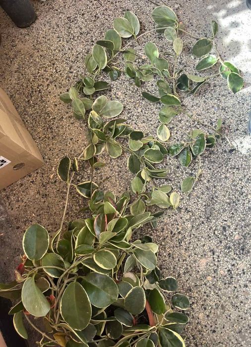 Вариегатна Hoya Carnosa