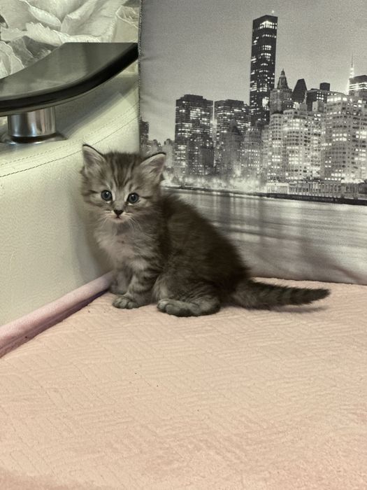 Отдам котят в добрые руки