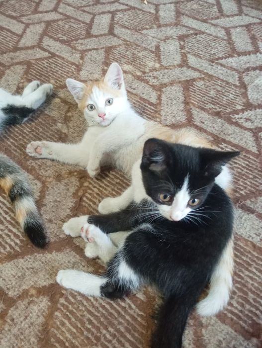 Отдаю котят в добрые руки