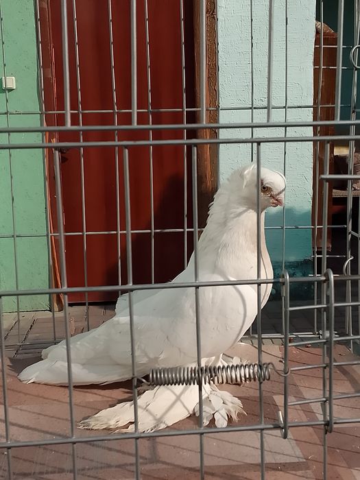 Продам голуби тараз