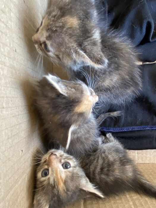 Котята в добрые руки