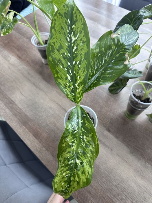 Продам комнатные цветы