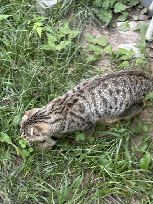 Котенок в добрые руки