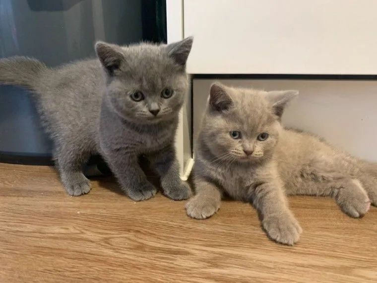 Шикарненькие котята