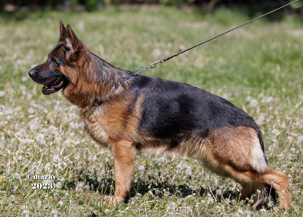 Немецкая овчарка, питомник.