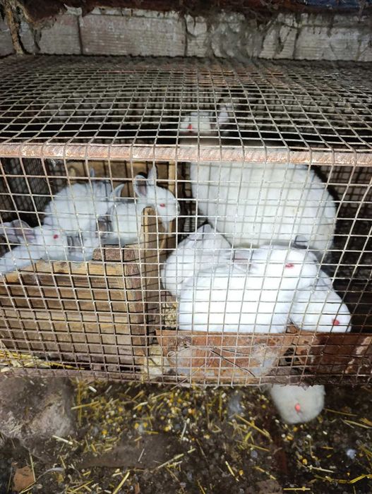 Зайци за разплод