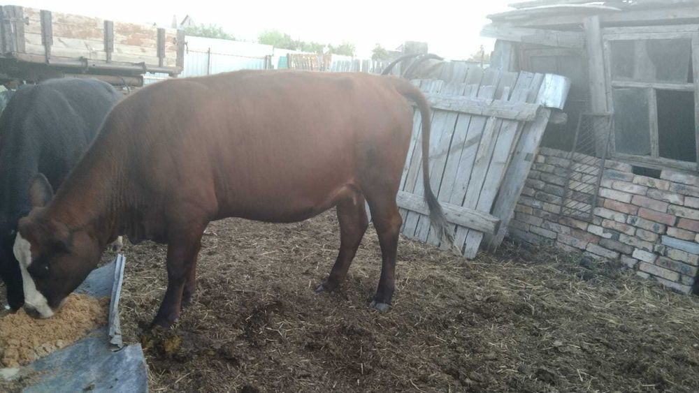 Продам корову, 2,5 года