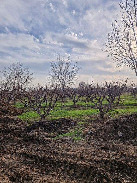 Уй ховлилар замда  мевали манзарали дарахтлар дорилаш