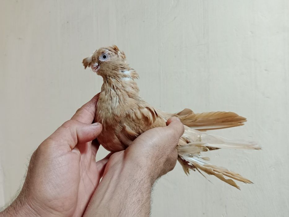 Продам самца жёлтого
