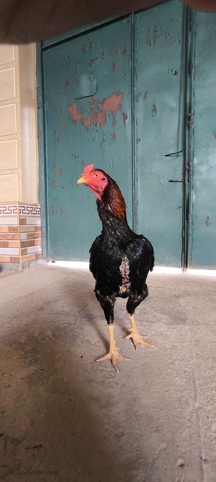 Dakan xoroz zot toza kars va vetnam