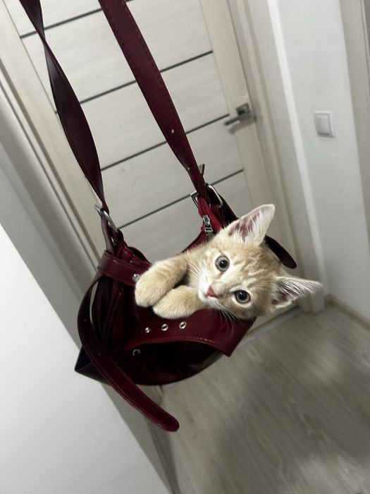Котенок мальчикк