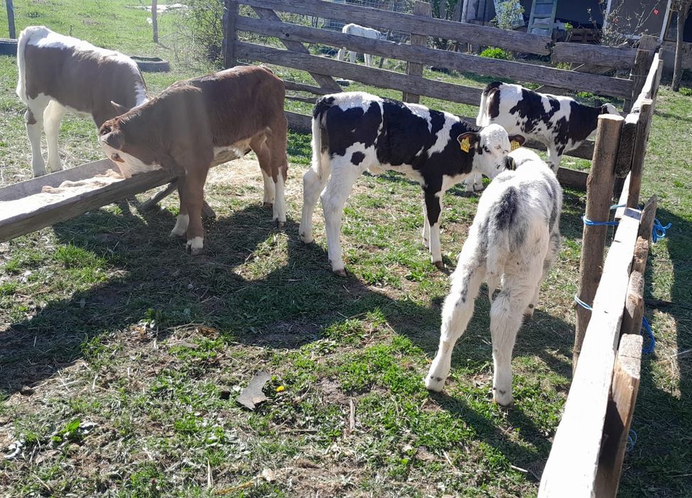 Vand viței semi-intarcati si sugari !