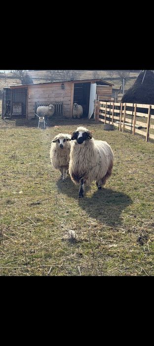 Vând berbec vârstă 1 an