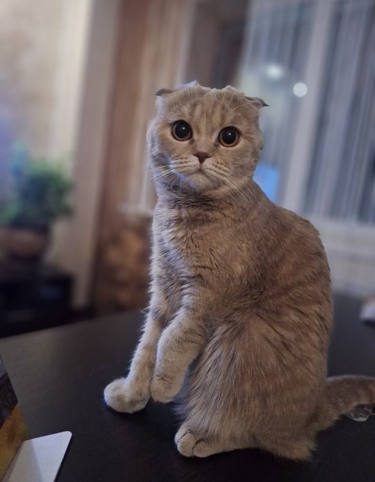 Вислоухая шотландка