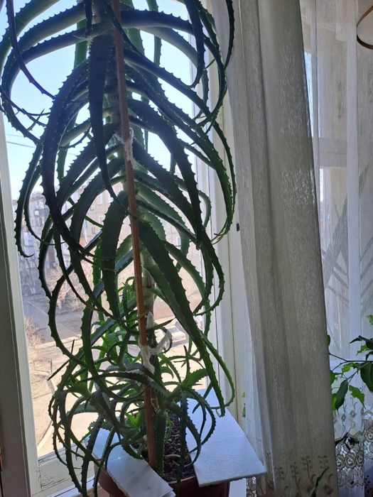 Продам лечебный алоэ, 3 года