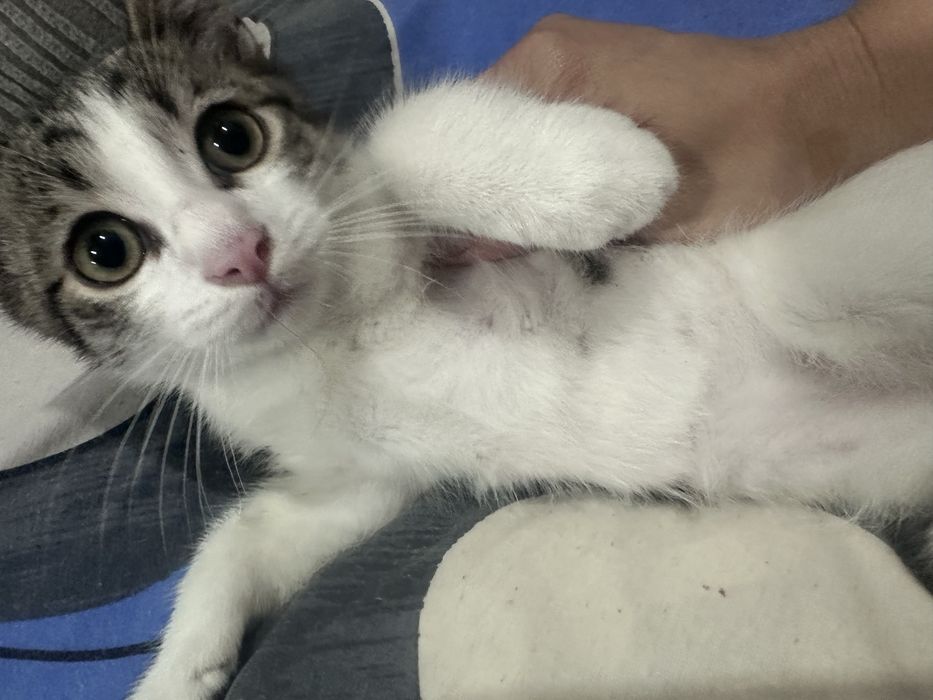 Отдам котят в добрые руки