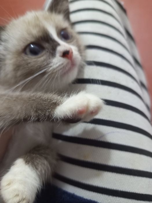 СРОЧНО! Породистый котенок Сноу-Шу в самые добрые руки! Бесплатно