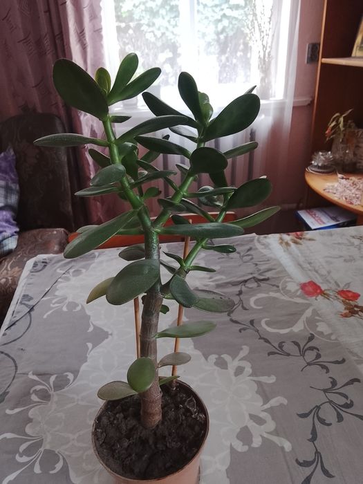 Цветок живое дерево