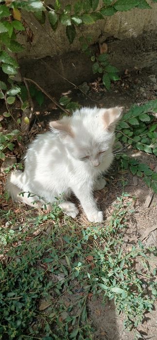 Отдам бесплатно котёнка мальчик