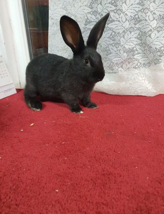 Iepuri Hycole francez