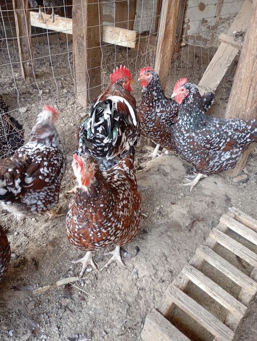 Vând ouă de găini de rasă