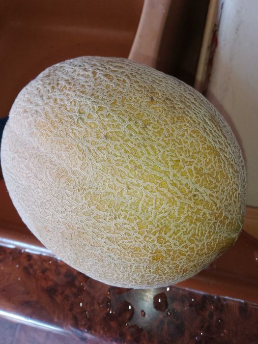 Семена за домати и други зеленчуци