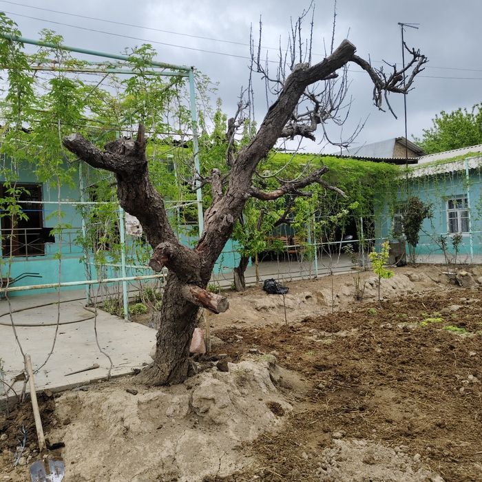 qurigan daraxt kimga kere bosa obketila