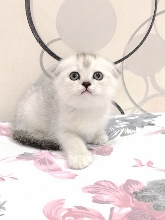 Шотланский Скоттиш фолд! Серебпо Шиншилла!