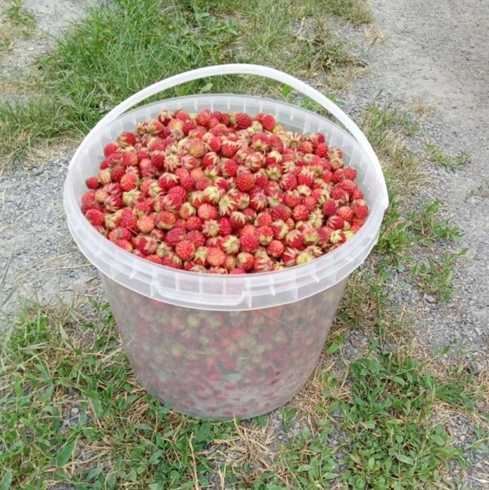 Продам землянику лесную